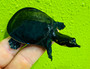 Black Florida Soft shelled turtle available at The Turtle Source.