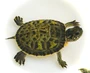 Adorable Jade Florida Red Belly cooter hatchlings available at The Turtle Source.
