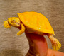 Adorable Albino Florida Red Belly cooter hatchling available at The Turtle Source.