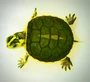 Green Ghost turtle hatchling  available at the Turtle Source.