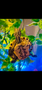 Nicaraguan Ornate Slider- Garden Pond Sizes