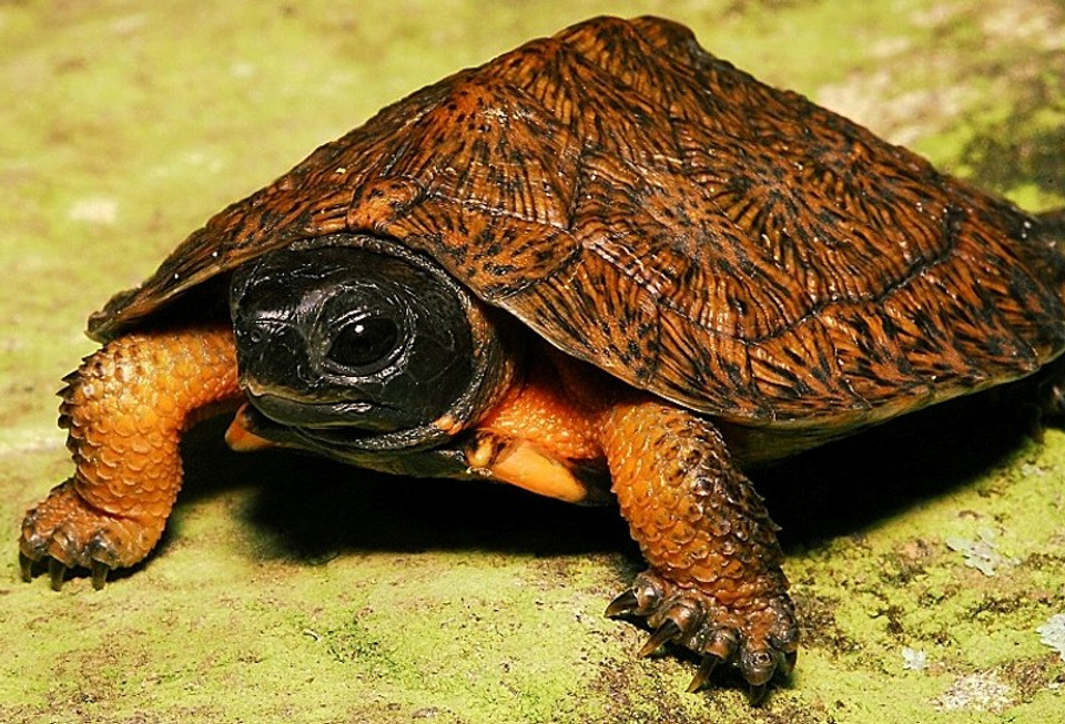 Buy Turtles and Tortoises | Baby Turtles | The Turtle Source