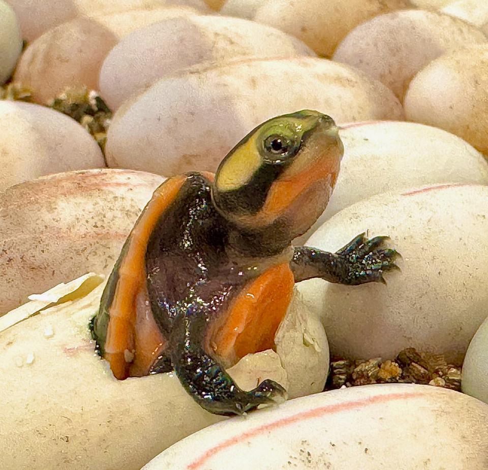 Pink Belly Side Necked Turtles for sale | The Turtle Source