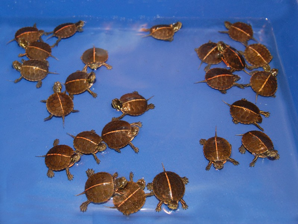 Southern Painted Turtles for sale | The Turtle Source