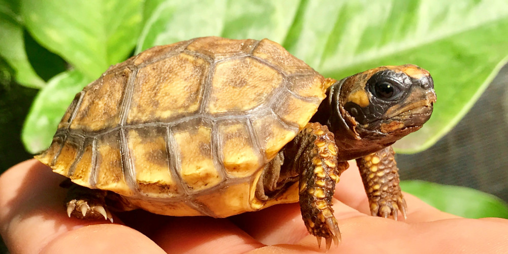 Lot set of 9 NEW Different mini tiny turtles tortoises;detailed