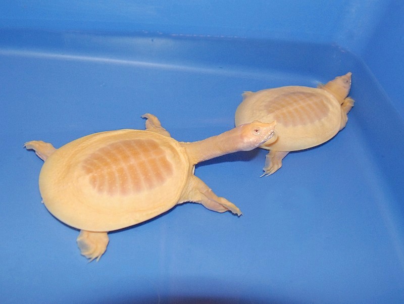 albino softshell turtle