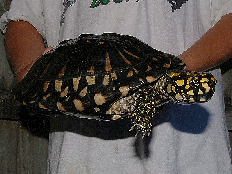 Black Spotted Pond Turtles For Sale The Turtle Source