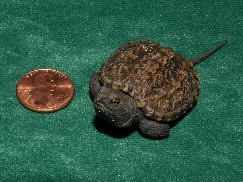 cute baby snapping turtle