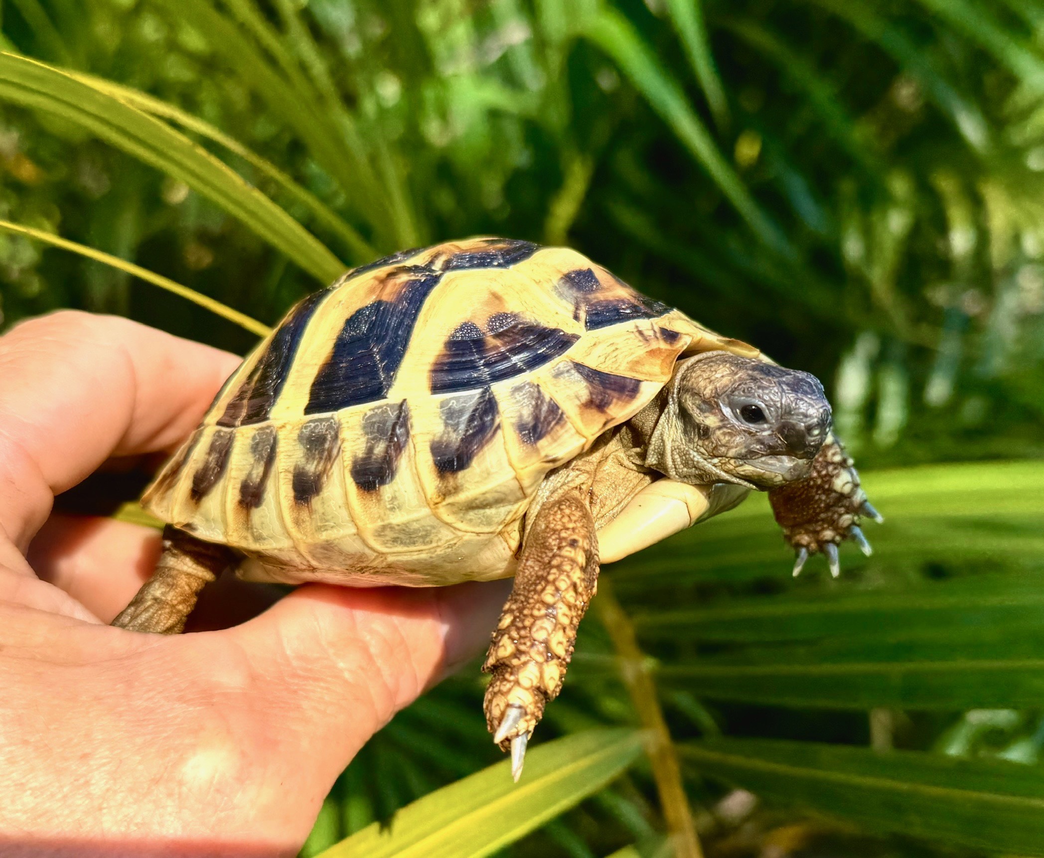 Hermann's Tortoises for sale The Turtle Source