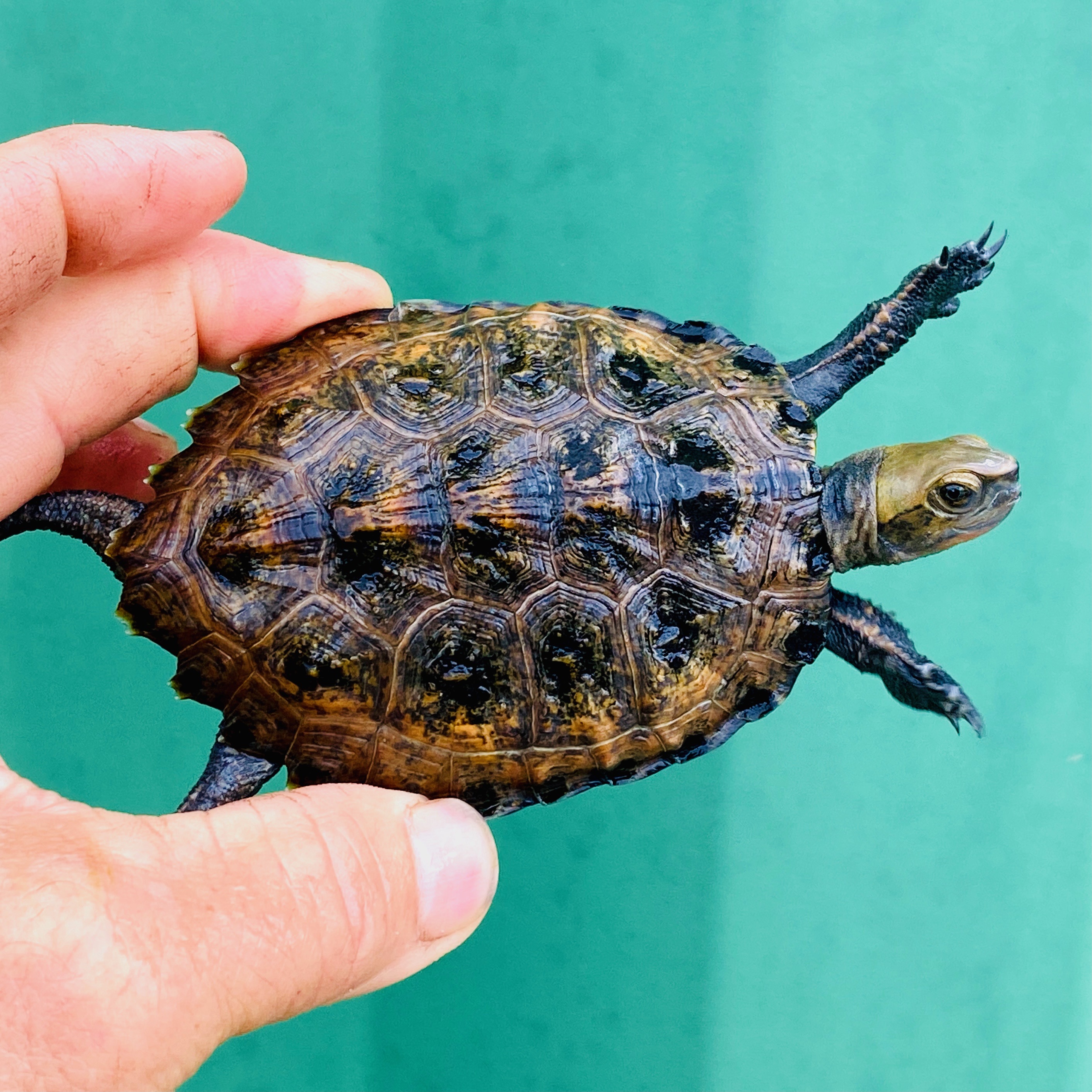 Japanese Wood Turtles for sale The Turtle Source