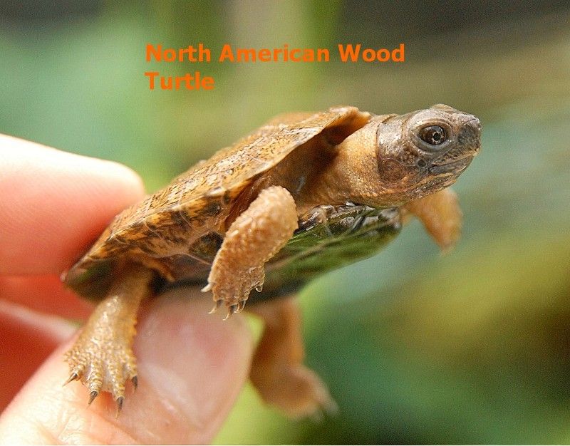 18+ North American Wood Turtle