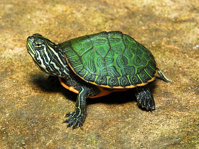 Northern Red Bellied Turtles for sale The Turtle Source