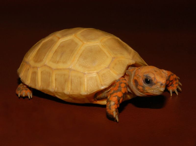 albino red foot tortoise