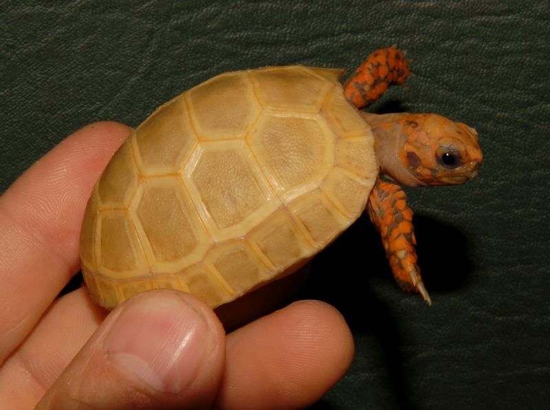 albino red foot tortoise