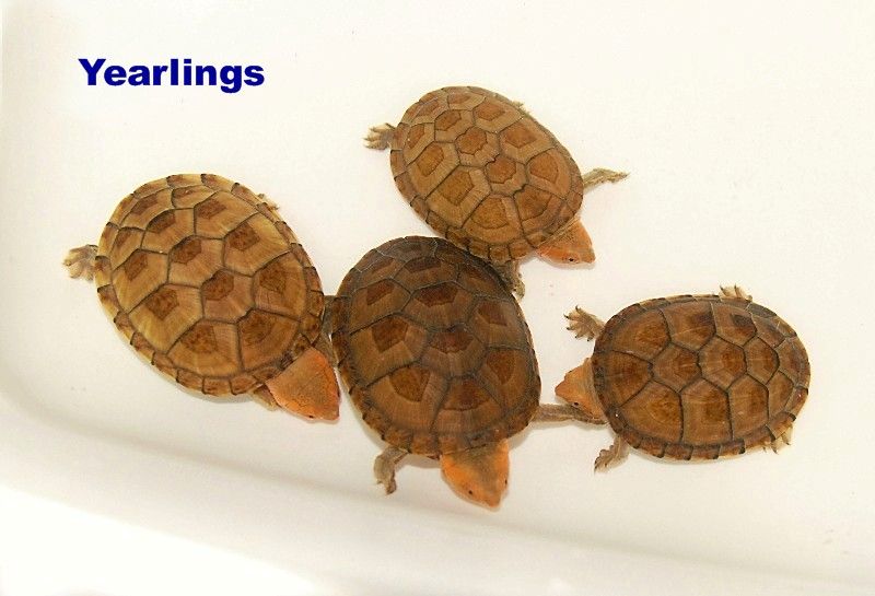 Frem huh akavet Red Cheeked Mud Turtles for sale | The Turtle Source