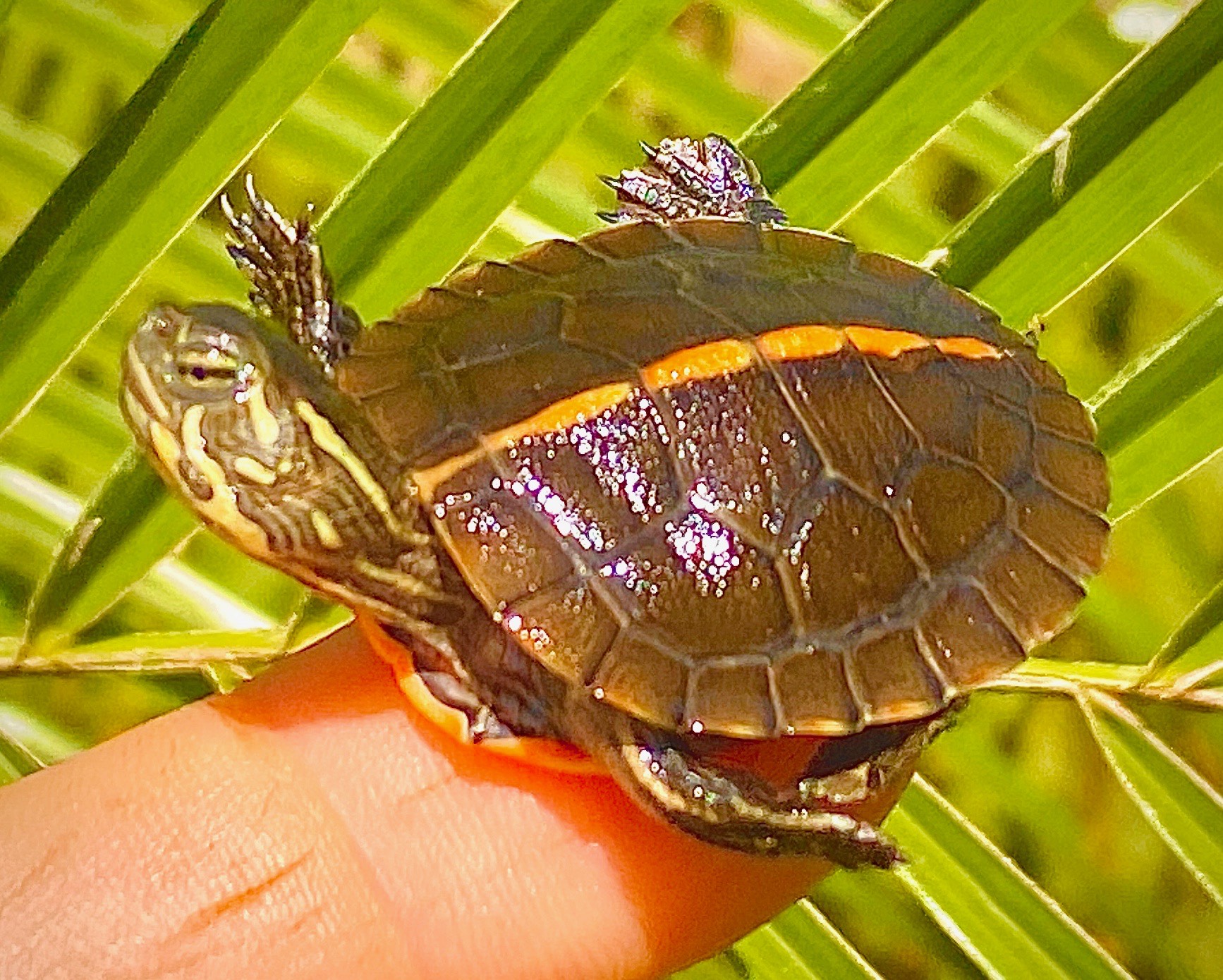 Southern Painted Turtles for sale The Turtle Source