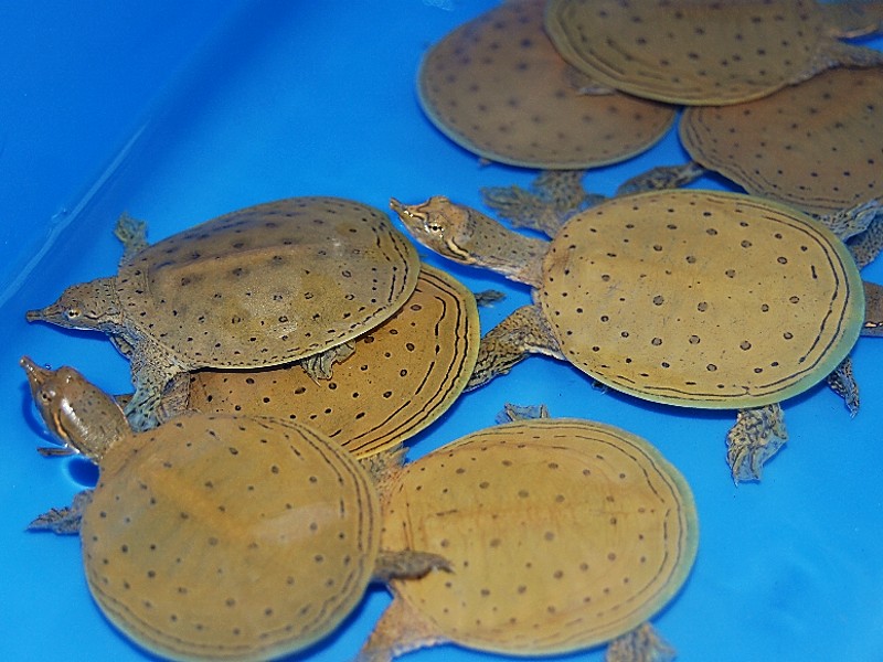 Outdoor Radio: Spiny Softshell Turtles