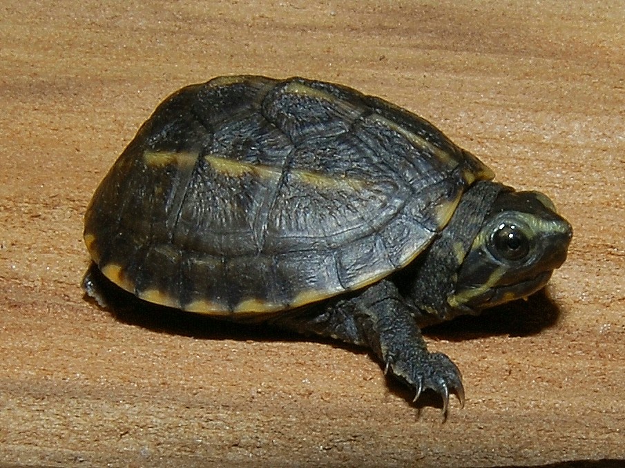 eastern mud turtle baby