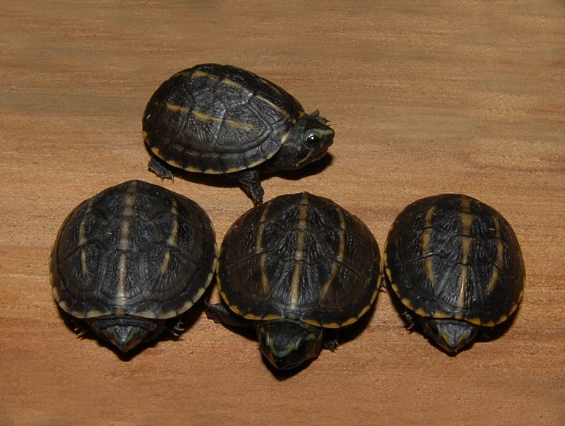 Three Striped Mud Turtles for sale The Turtle Source