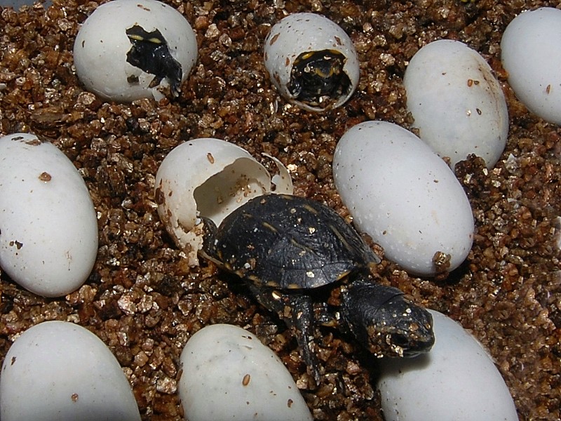 eastern mud turtle baby