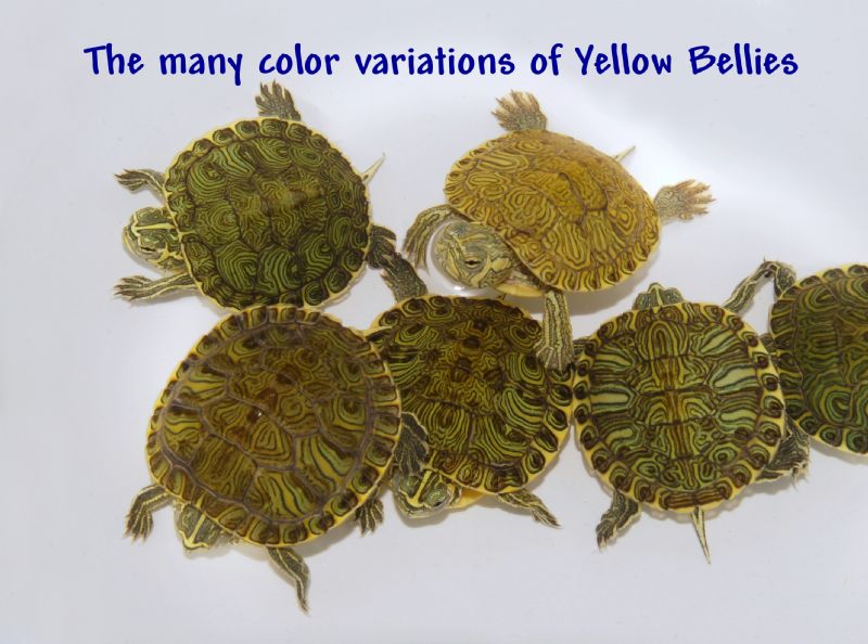 Yellow Bellied Slider