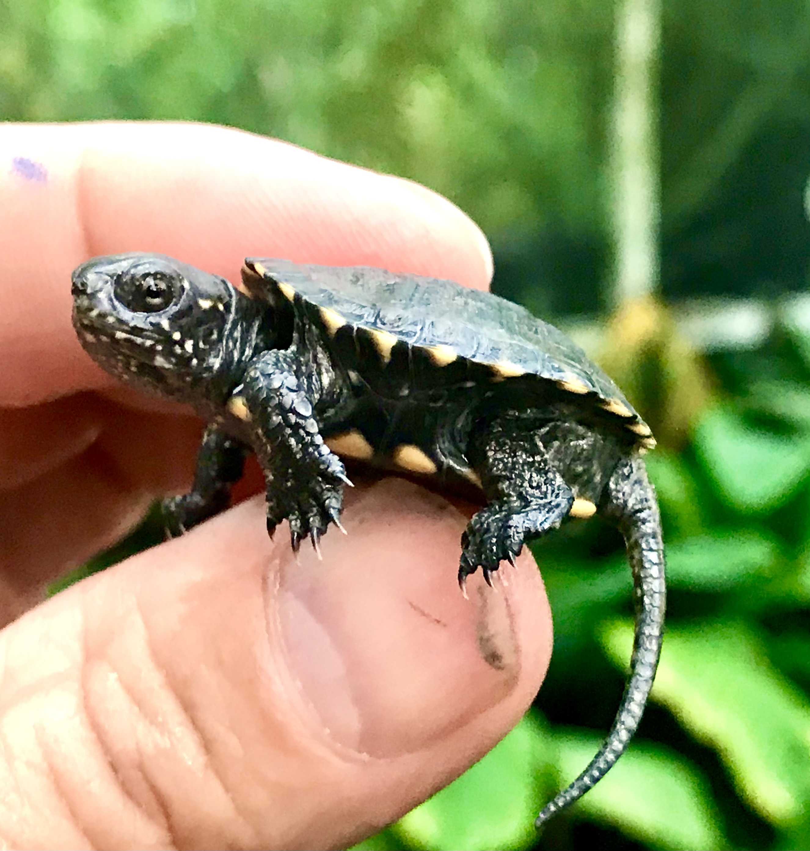 European Pond Turtles for sale The Turtle Source