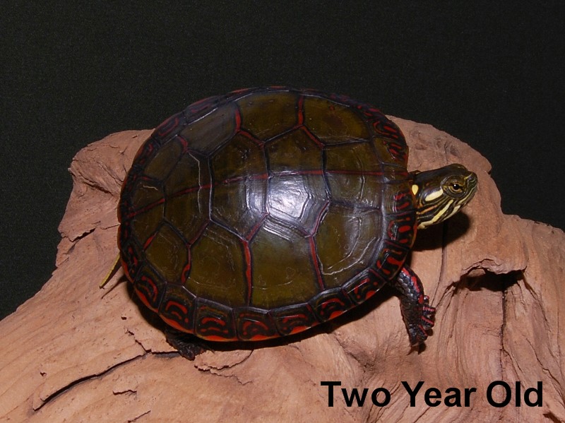Midland Painted Turtles for sale The Turtle Source