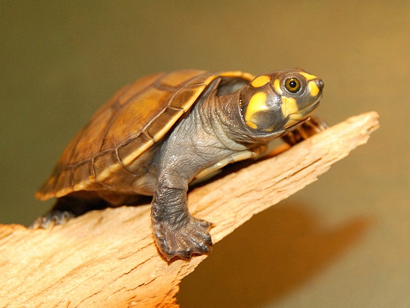 Amazon Yellow Spotted River Turtles for sale | The Turtle Source