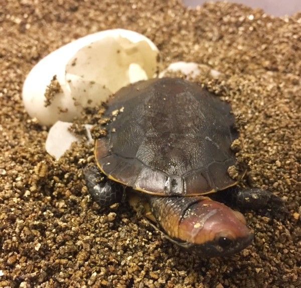 Twist-necked turtle - Wikipedia