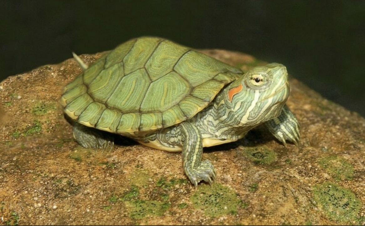 Dwarf turtles for sale, Small turtles for sale, Slider, Spotted