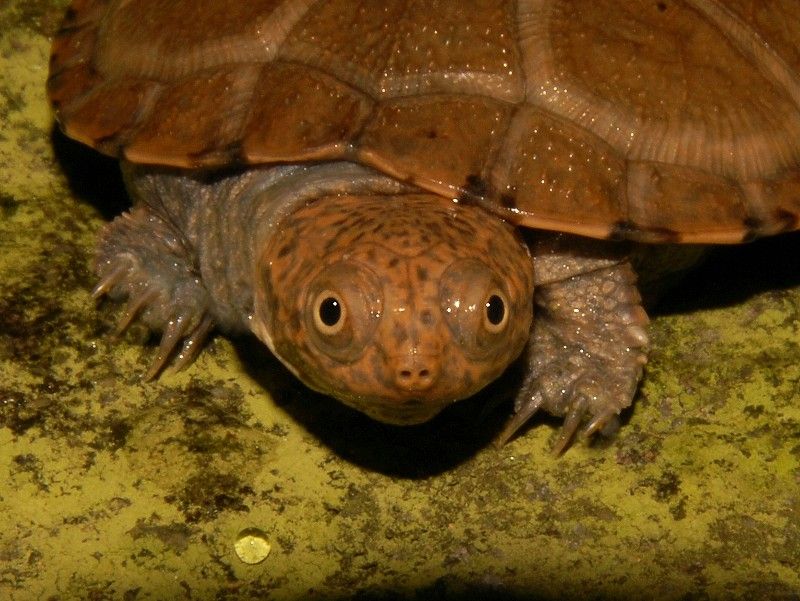 african sideneck turtle