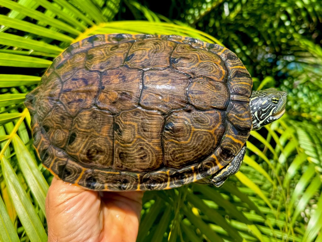 Turtle Del Rio Rio Grande Cooters for sale | The Turtle Source