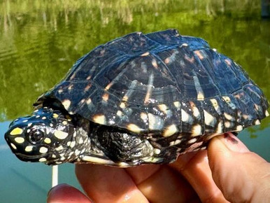 theturtlesource.com