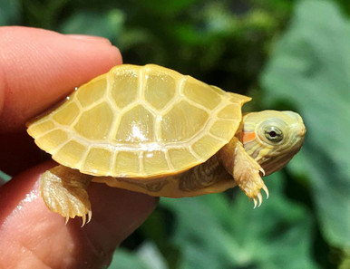 Paradox-Lime Phase Albino Red Eared Sliders For Sale | The Turtle Source