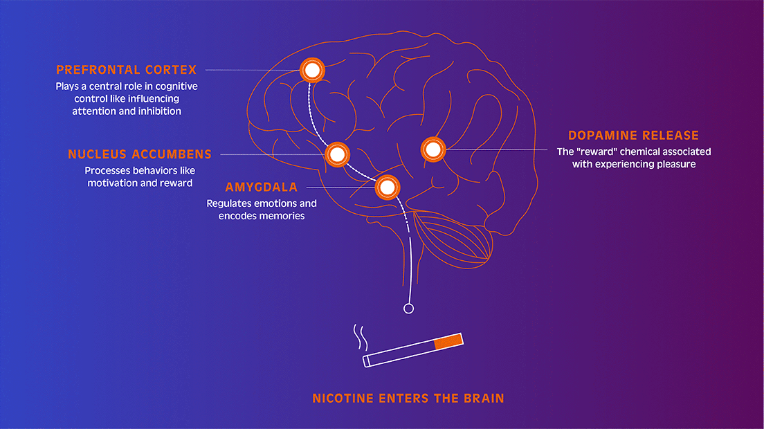 How Nicotine and music enter the brain