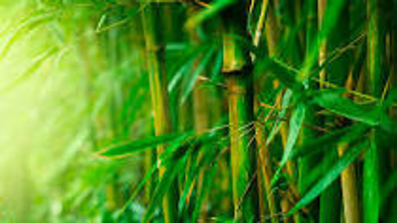 Top 8 Benefits of Wearing Bamboo Socks