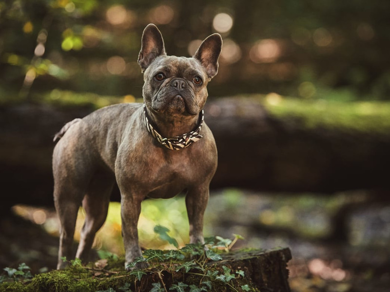 Get Fit with Fido