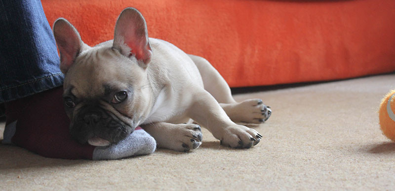 The Secret Sauce of EcoSox Socks!