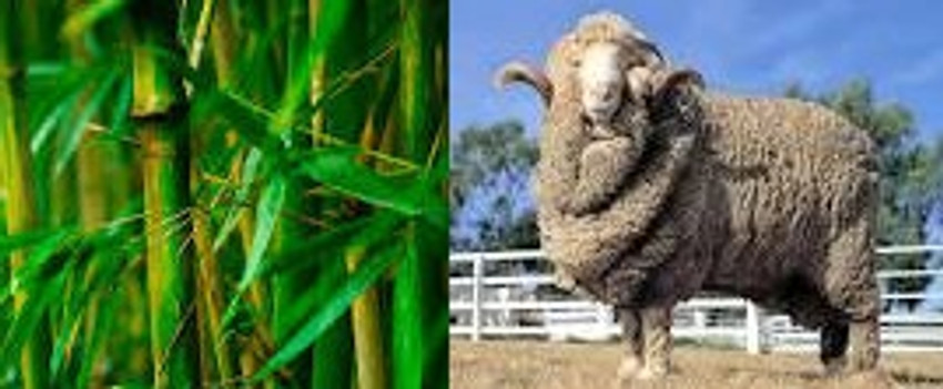 Bamboo Viscose & Lyocell vs Merino Wool