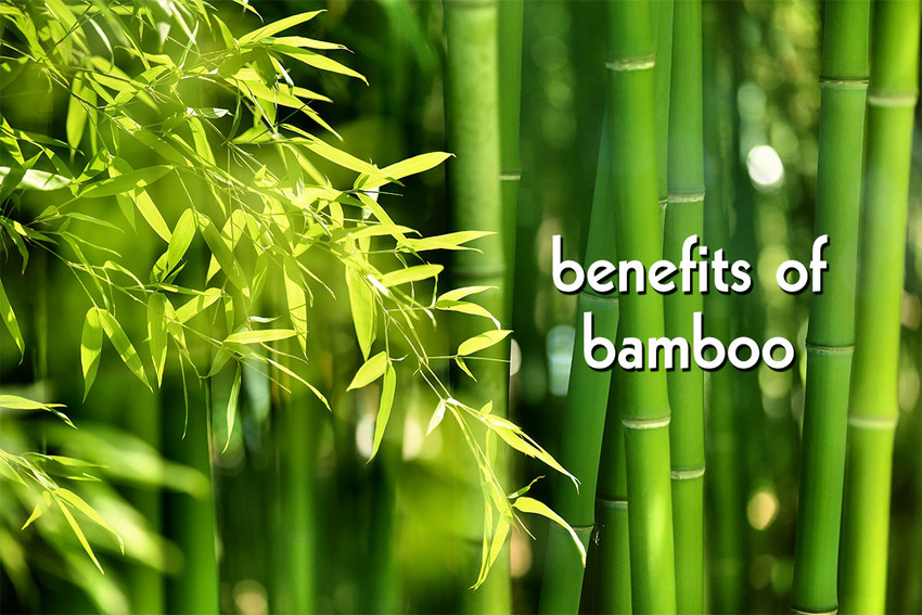 Is Bamboo Earth-Friendly?