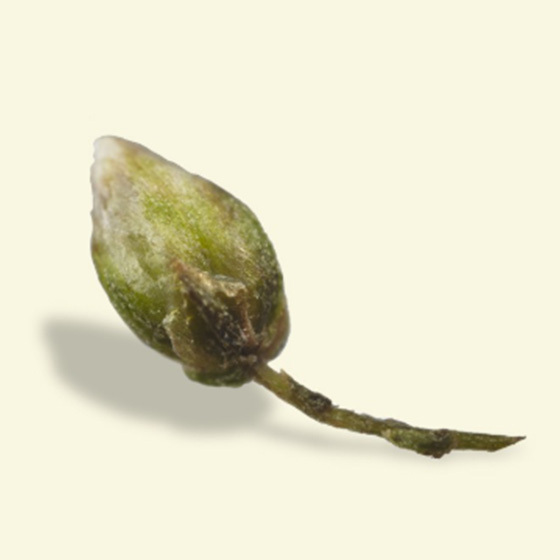 Single artemisia bud with a silvery-green surface and curved stem on a cream background.