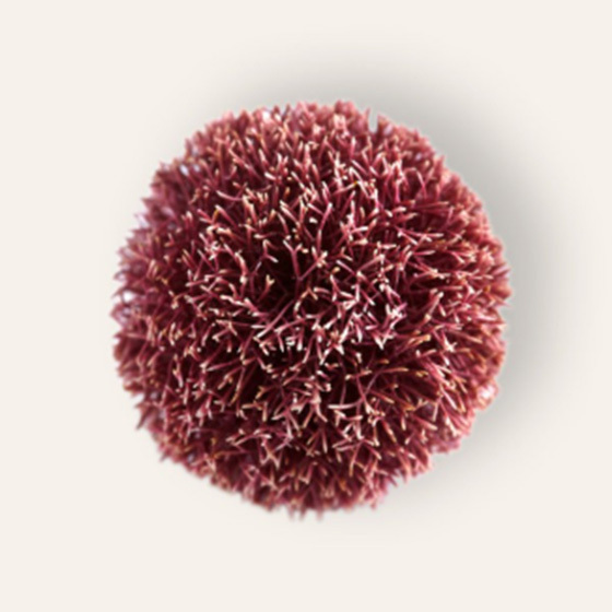 Deep red coral with densely packed, spiky branching formations creating a spherical shape on a light pink background.