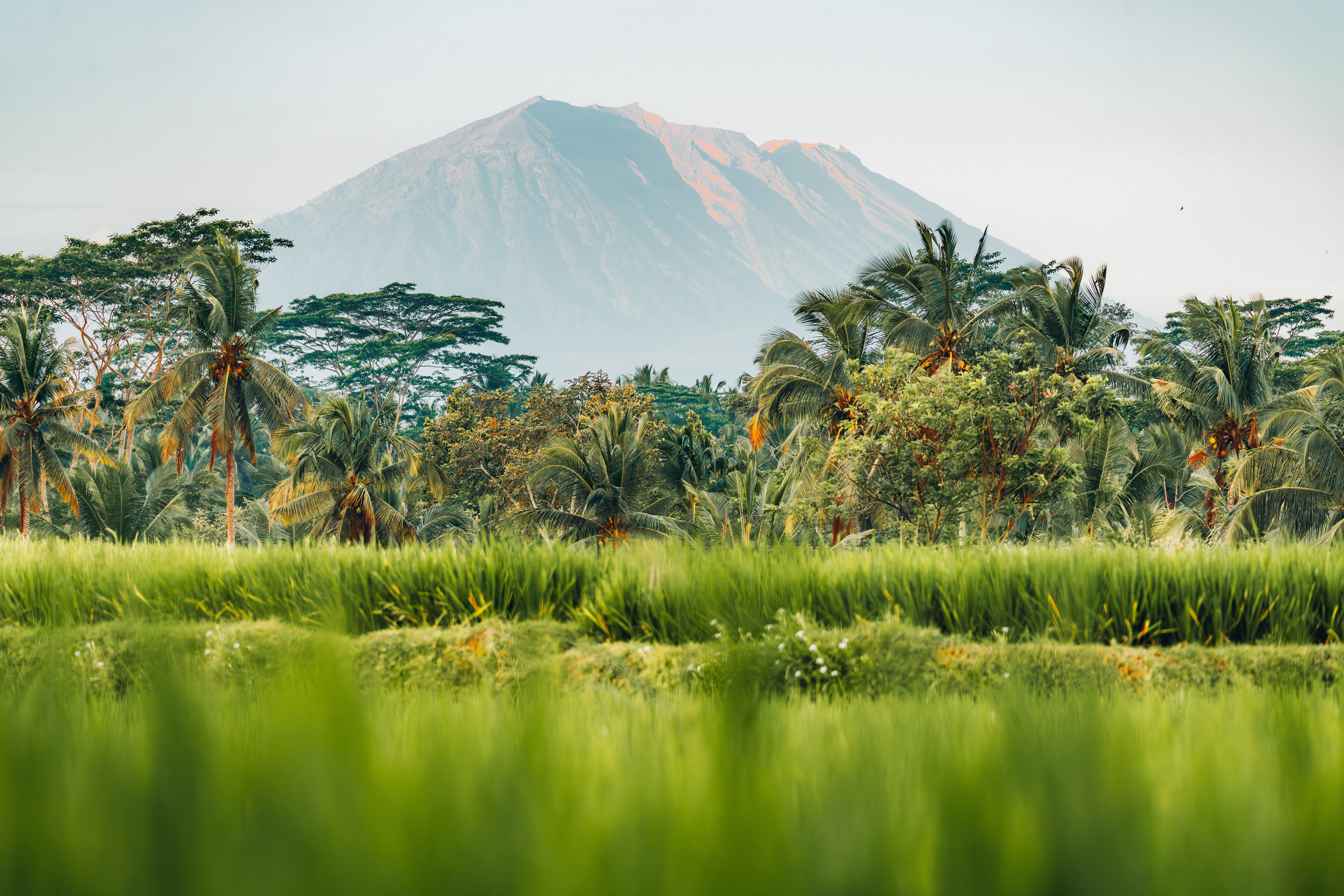 A scenic tropical landscape featuring lush green rice paddies in the foreground with tall grass swaying gently. Beyond the fields, a dense canopy of palm trees and tropical vegetation creates a verdant middle ground. In the background, a large mountain with blue-gray slopes rises majestically against a pale, hazy sky. The lighting appears soft and golden, suggesting either early morning or late afternoon in Bali.