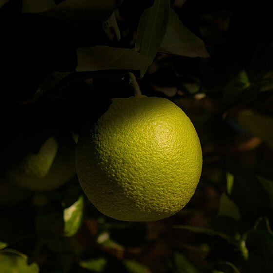 Guava