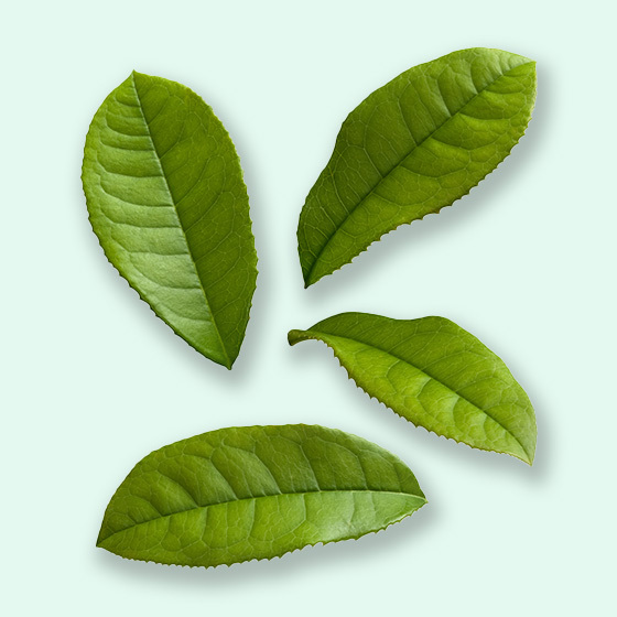 Four fresh green tea leaves with serrated edges and prominent veining arranged on a light green background.