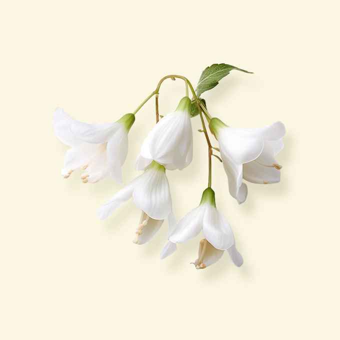 Delicate white jasmine flowers with four petals each hanging from a green stem with leaves on a cream background.