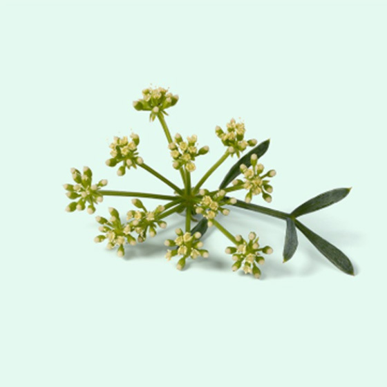 Fresh marine samphire with small green clustered flowers and succulent stems on a light green background.