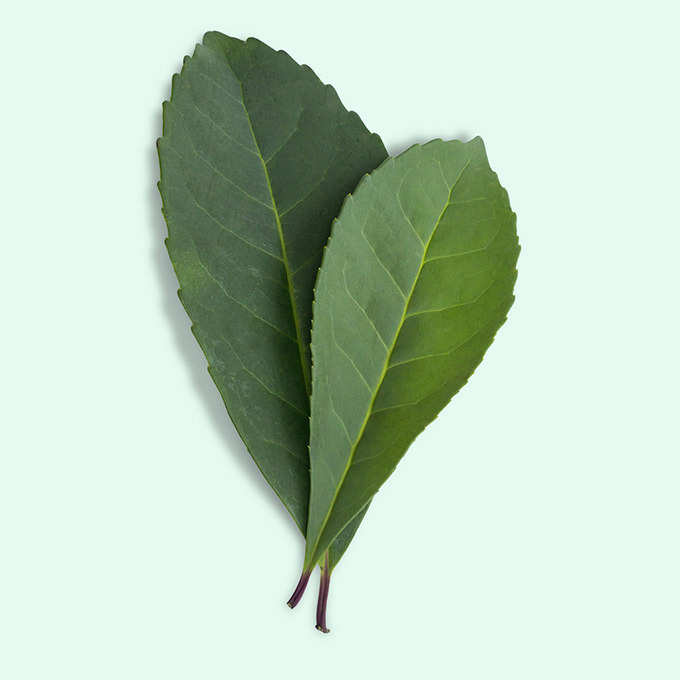 Two fresh maté leaves with serrated edges and prominent veining arranged on a light green background.