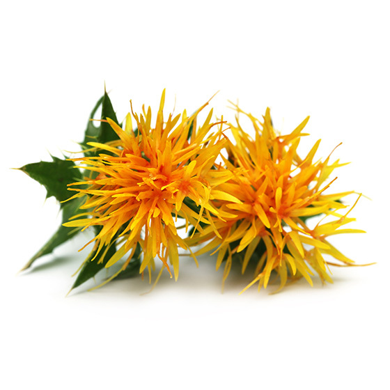 Bright orange safflower blooms with spiky, thread-like petals and green leaves on a white background.