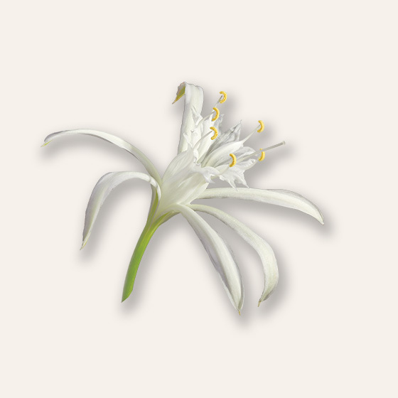 White sand lily flower with curved petals and bright yellow stamens against a soft pink background